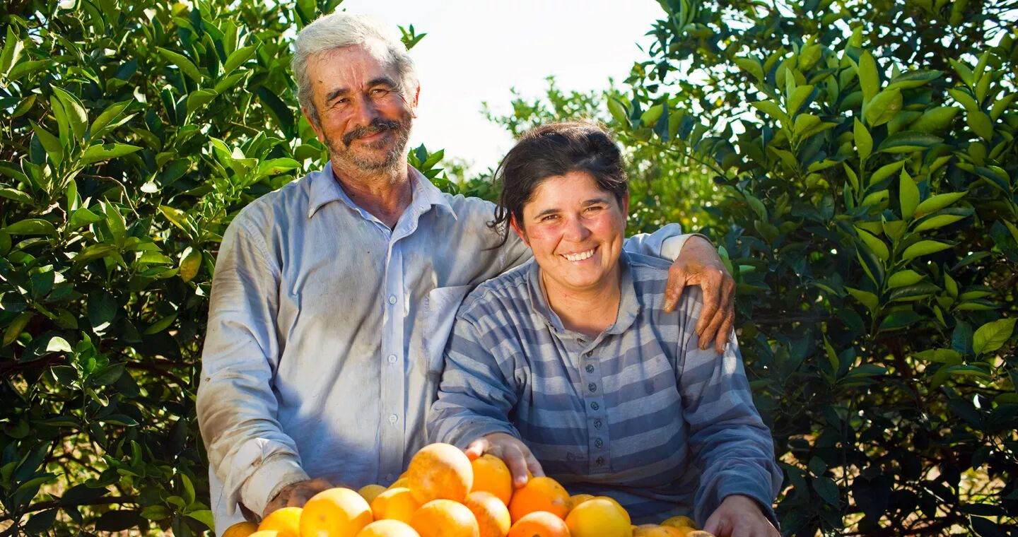 Couple de cueilleurs d'oranges dans une orangeraie
